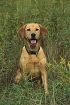 Yellow Labrador Retriever (Canis familiaris) adult portrait