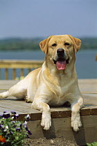 Yellow Labrador Retriever (Canis familiaris) adult reclining on deck