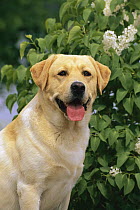 Yellow Labrador Retriever (Canis familiaris) portrait of adult dog sitting in front of blooming white lilac bush in garden