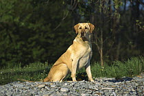 Yellow Labrador Retriever (Canis familiaris) adult sitting on rocky lake shore