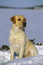 Yellow Labrador Retriever (Canis familiaris) portrait of adult male dog sitting in snow