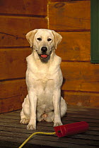 Yellow Labrador Retriever (Canis familiaris) adult female dog sitting on deck with toy
