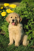 Golden Retriever (Canis familiaris) portrait of a puppy sitting near marigolds in a garden