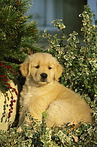 Golden Retriever (Canis familiaris) portrait of a puppy sitting among garden plants