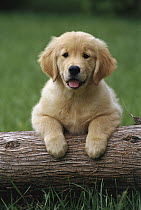 Golden Retriever (Canis familiaris) portrait of a puppy with front paws up on a log