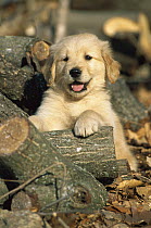 Golden Retriever (Canis familiaris) portrait of a puppy sitting among firewood logs