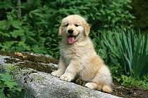 Golden Retriever (Canis familiaris) portrait of a puppy sitting on a rock in garden