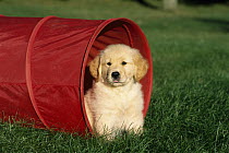 Golden Retriever (Canis familiaris) portrait of a puppy sitting in a play tunnel