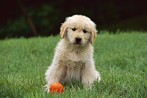 Golden Retriever (Canis familiaris) portrait of a puppy on a grassy lawn with orange ball