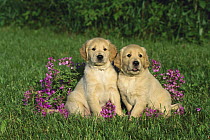 Golden Retriever (Canis familiaris) portrait of two puppies sitting together on grass among garden flowers