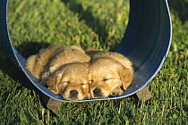 Golden Retriever (Canis familiaris) puppies sleeping in play tunnel