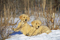 Golden Retriever (Canis familiaris) two puppies in the snow chewing on twigs