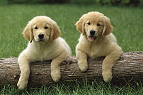 Golden Retriever (Canis familiaris) puppies together with front paws up on a log