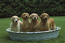 Golden Retriever (Canis familiaris) four adults cooling-off in a kid's pool