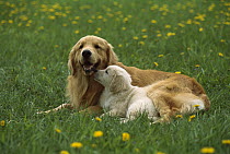 Golden Retriever (Canis familiaris) portrait of mother and puppy resting on green grassy lawn