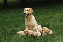 Golden Retriever (Canis familiaris) mother with a litter of seven puppies on green grassy lawn