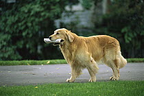 Golden Retriever (Canis familiaris) fetching the newspaper
