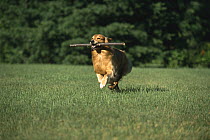 Golden Retriever (Canis familiaris) adult running with a large stick