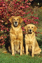 Two Golden Retriever (Canis familiaris) adult and juvenile sitting side by side