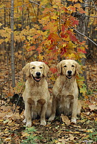 Two Golden Retriever (Canis familiaris) two adults sitting side by side in autumn forest