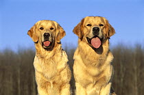 Two Golden Retriever (Canis familiaris) female and male adults sitting side by side