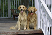 Golden Retriever (Canis familiaris) two adults sitting together on front porch
