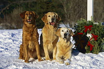 Two Golden Retriever (Canis familiaris) three adults sitting side by side in the snow next to a Christmas wreath