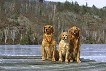 Golden Retriever (Canis familiaris) mother, father and puppy sitting together on dock overlooking frozen lake