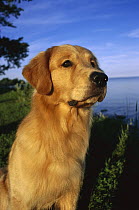 Golden Retriever (Canis familiaris) adult portrait along lake shore