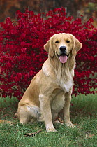Golden Retriever (Canis familiaris) adult sitting on lawn in front of autumn colored bush