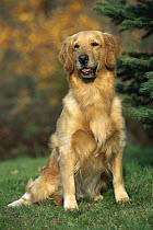 Golden Retriever (Canis familiaris) adult sitting on lawn