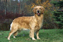 Golden Retriever (Canis familiaris) alert adult standing on green lawn
