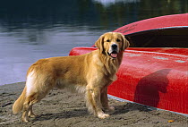 Golden Retriever (Canis familiaris) alert adult standing on lake shore with canoes