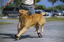 Golden Retriever (Canis familiaris) playing with a frisbee disc