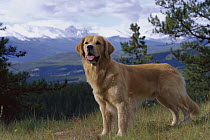 Golden Retriever (Canis familiaris) portrait of alert adult standing in mountain meadow