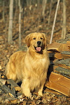Golden Retriever (Canis familiaris) adult portrait near stacked firewood