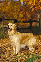 Golden Retriever (Canis familiaris) adult standing among fall leaves