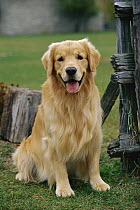Golden Retriever (Canis familiaris) portrait of adult sitting next to a fence