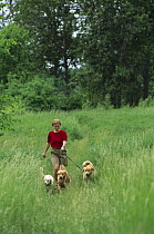 Golden Retriever (Canis familiaris) woman walking three adult dogs in grassy field