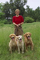 Golden Retriever (Canis familiaris) woman walking three adult dogs in grassy field