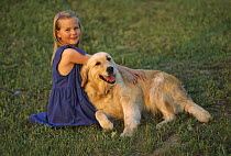 Golden Retriever (Canis familiaris) relaxing on lawn with a young girl
