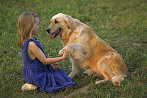 Golden Retriever (Canis familiaris) playing with a young girl