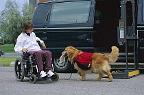 Golden Retriever (Canis familiaris) companion and helper to handicapped owner, retrieves fallen book