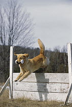 Golden Retriever (Canis familiaris) adult clearing jump with toy in mouth on agility course