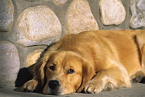 Golden Retriever (Canis familiaris) adult dog resting