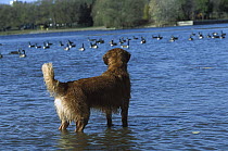 Golden Retriever (Canis familiaris) adult standing in lake watching a flock of geese
