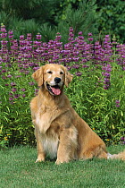 Golden Retriever (Canis familiaris) portrait of adult sitting on lawn near garden flowers