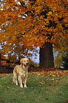 Golden Retriever (Canis familiaris) portrait of an adult sitting on lawn under a fall-colored tree