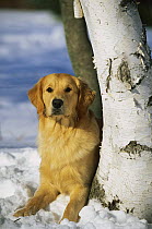 Golden Retriever (Canis familiaris) portrait of an adult reclining in snow next to birch tree