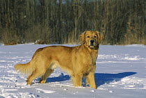 Golden Retriever (Canis familiaris) portrait of an adult standing in the snow